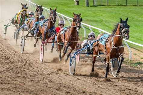 Harness Racing Betting Odds .